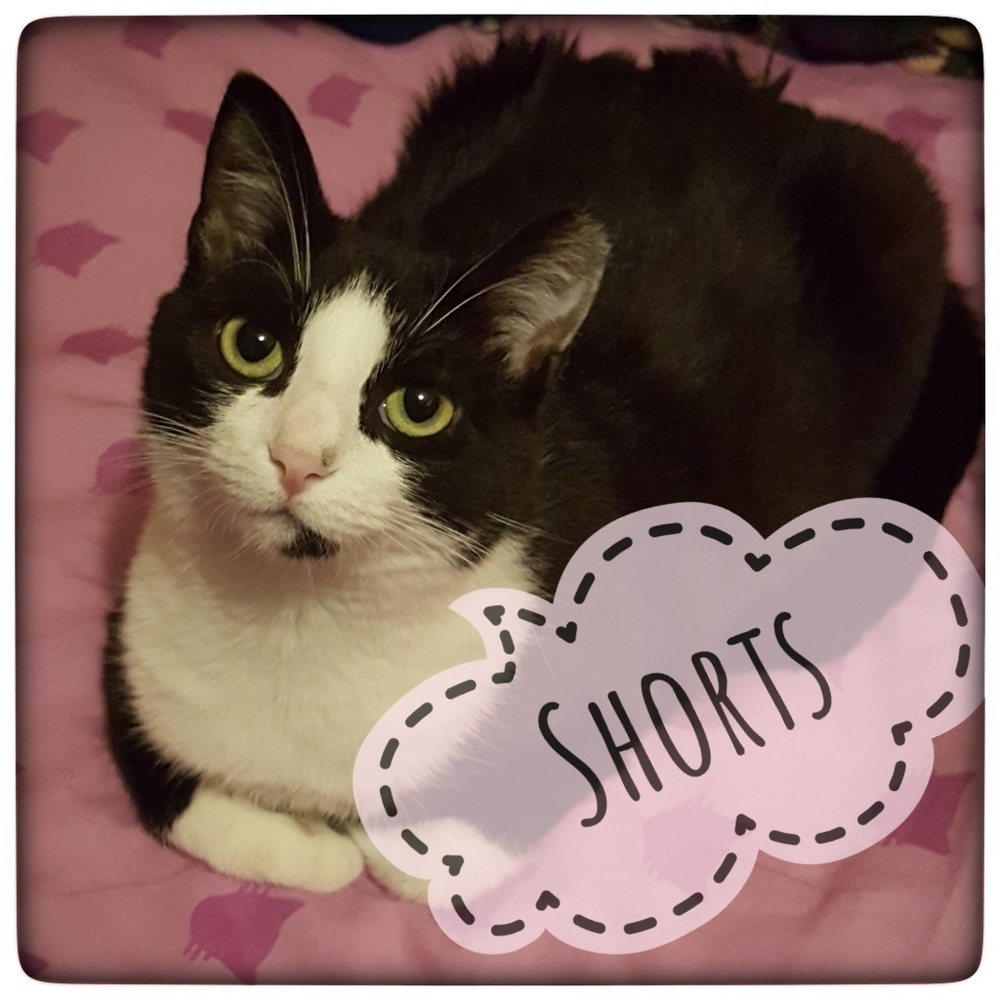 Shorts Here!